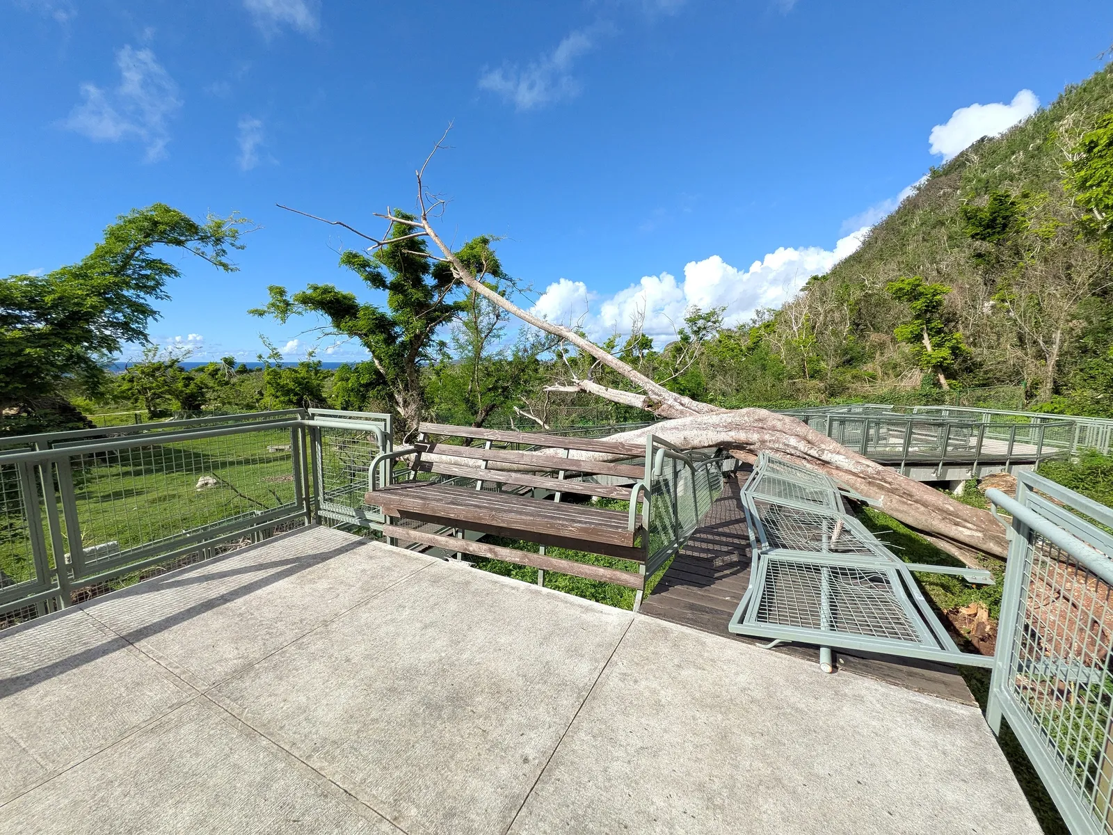 A fallen tree lying across the boardwalk railing and bench at Kalabera Cave, left from recent typhoons